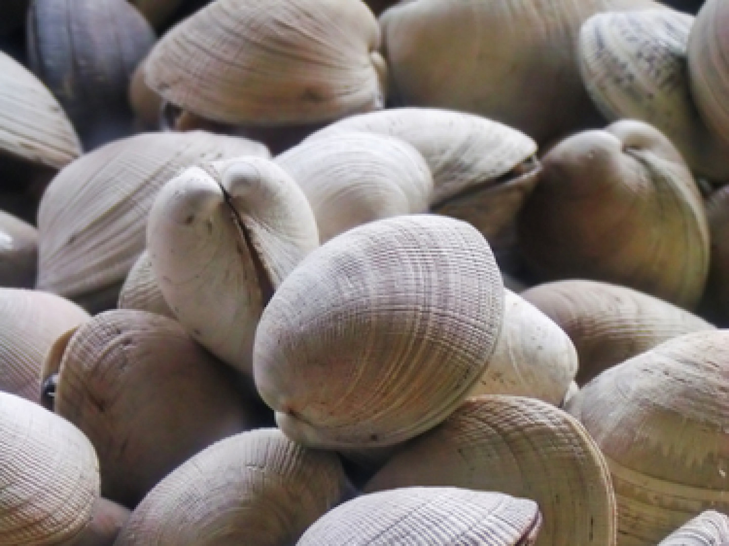 Cabbage Island Clambake August 2021